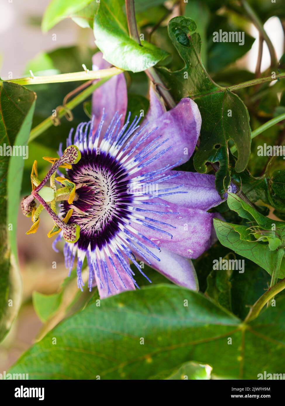 Intrincada flor exótica púrpura y azul de la flor de la pasión de la escalada tendril medio resistente, Passiflora 'Betty Myles Young' Foto de stock