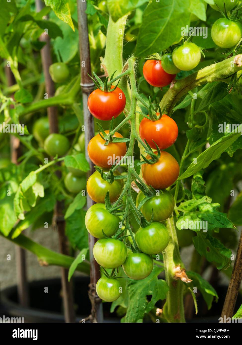 Tomates de cereza inmaduros y de color rojo maduro, Solanum lycopersicum 'Gardener's Delight' en una armadura de verano posterior Foto de stock