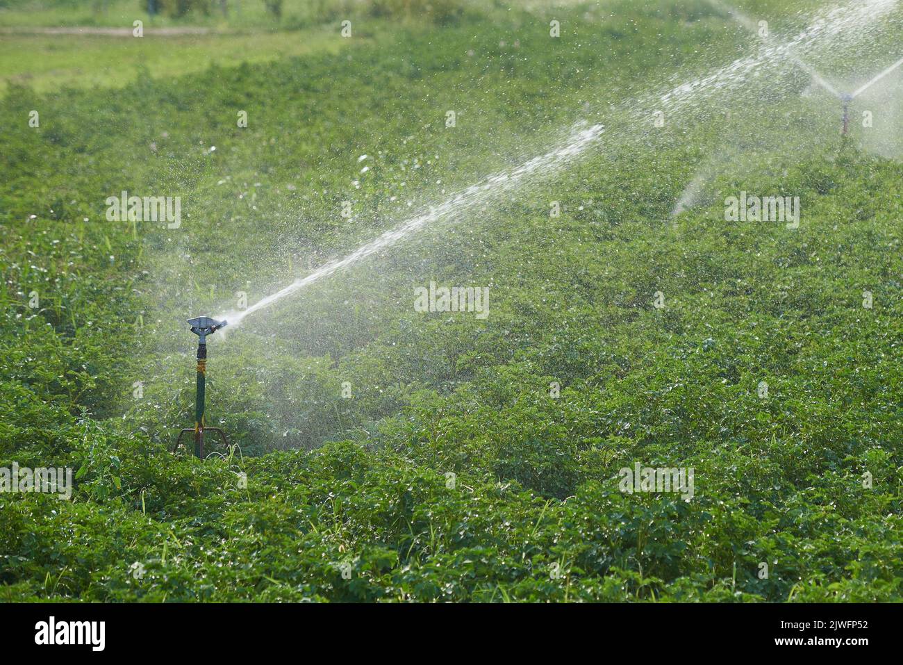 Sistema de riego de campo en el cultivo industrial de hortalizas Foto de stock