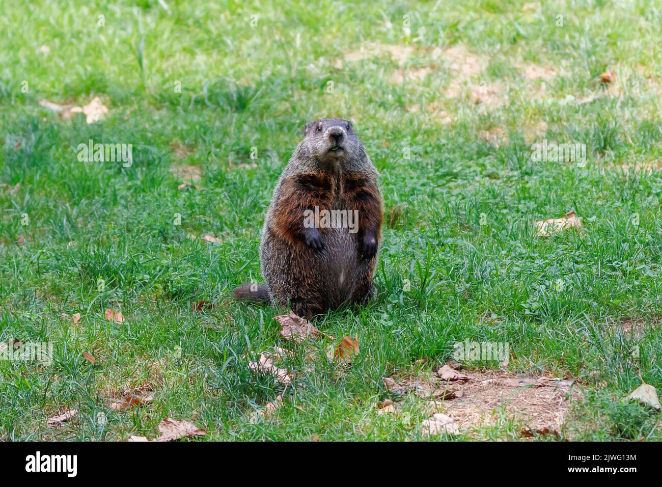 un chuck o groundhog se coloca en sus patas traseras en un campo de hierba y mira la cámara a finales de verano, con una profundidad de campo poco profunda. Foto de stock