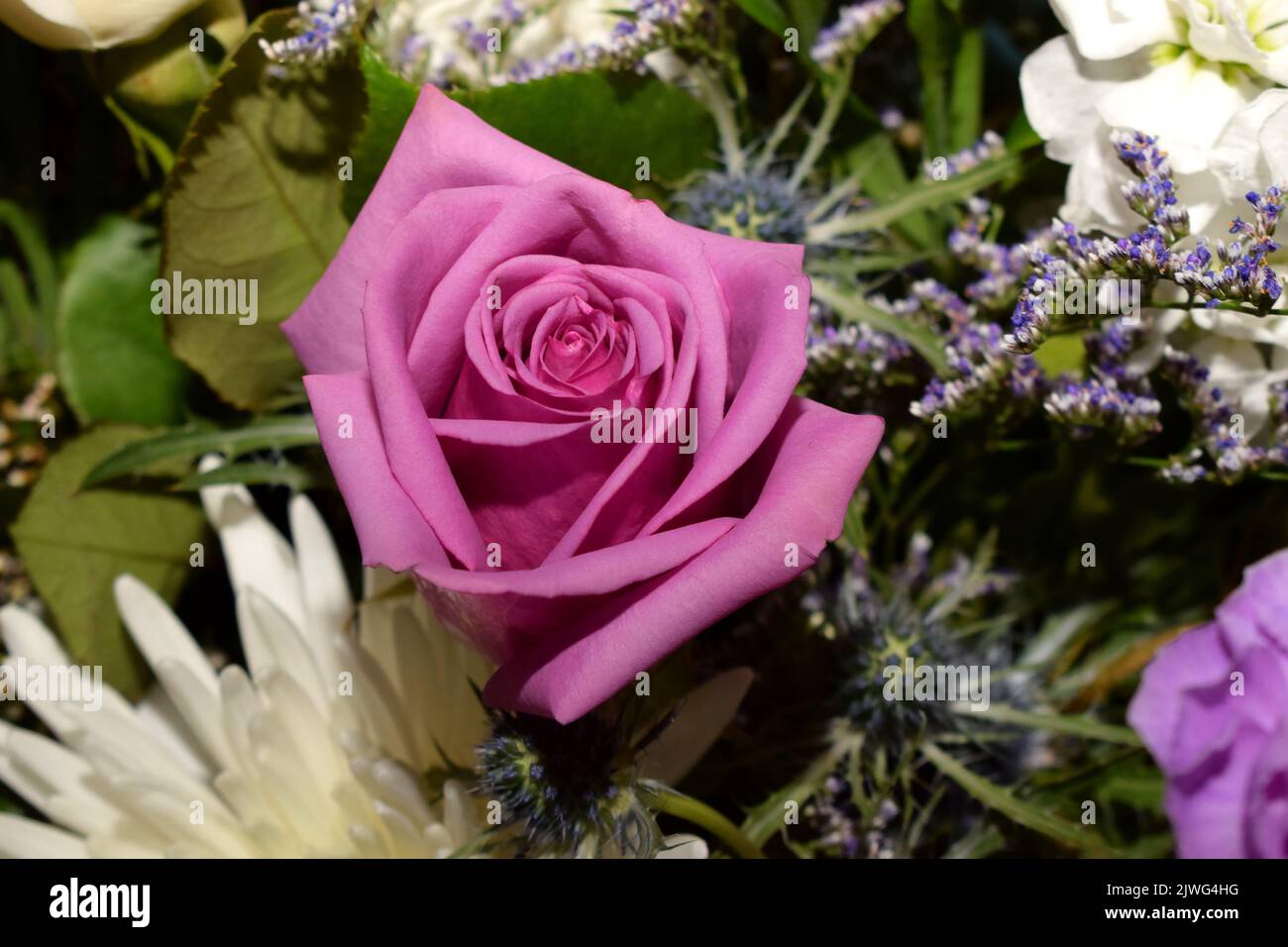 Un primer plano de una rosa en un ramo de simpatía Foto de stock