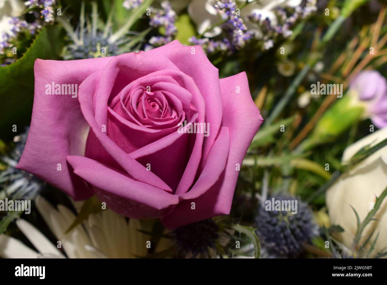 Un primer plano de una rosa en un ramo de simpatía Foto de stock