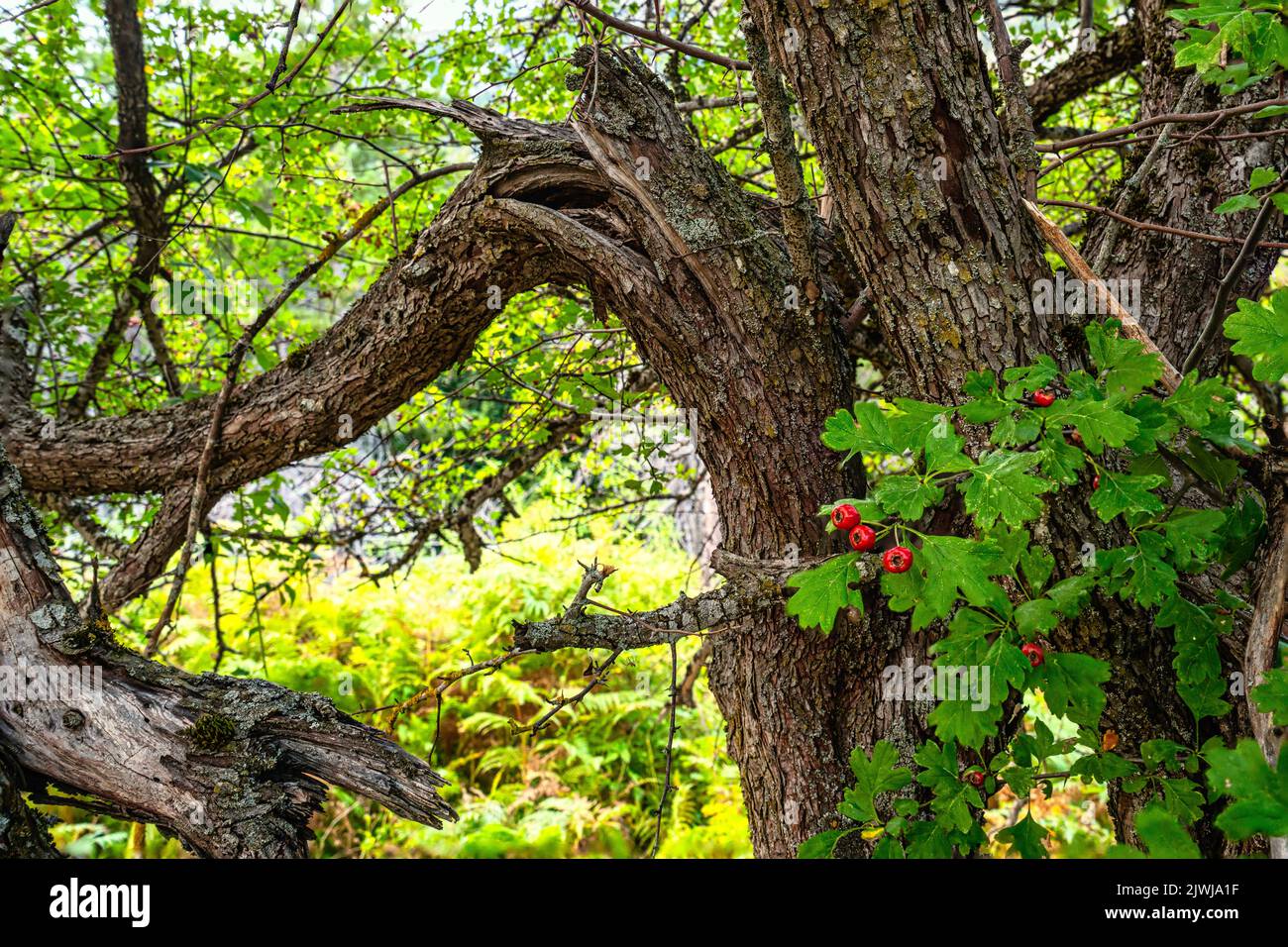Crataegus monogyna Jacq., es un arbusto o árbol pequeño retorcido y espinoso, perteneciente a la familia Rosaceae y al género Crataegus. Abruzos Foto de stock