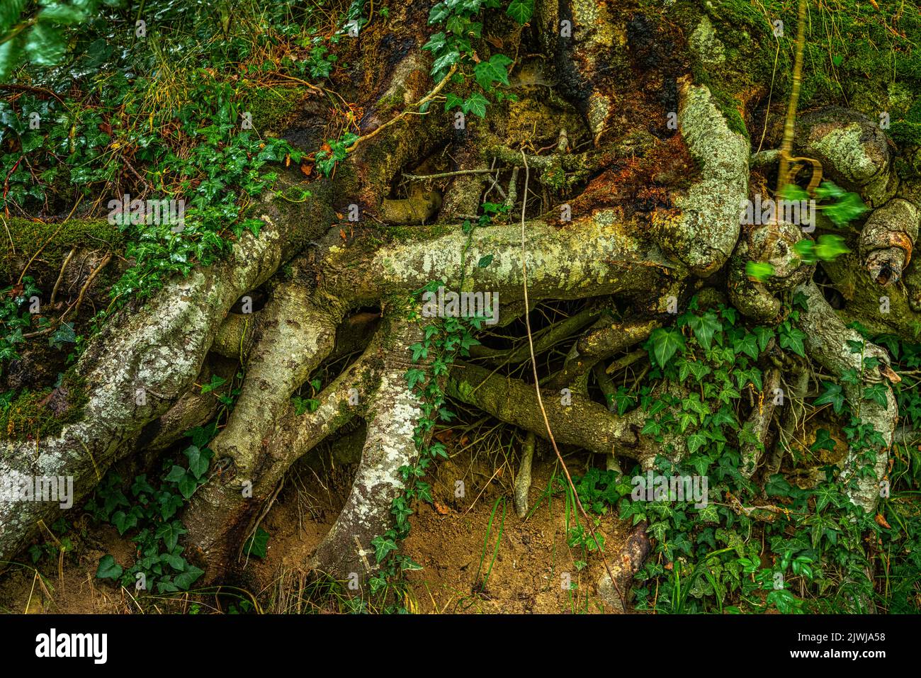 Las raíces trenzadas, musgo-cubiertas de un Haya. El lavado del suelo y la erosión los han traído a la superficie. Reserva natural Bosco di Sant'Antonio, Abruzos, IT Foto de stock