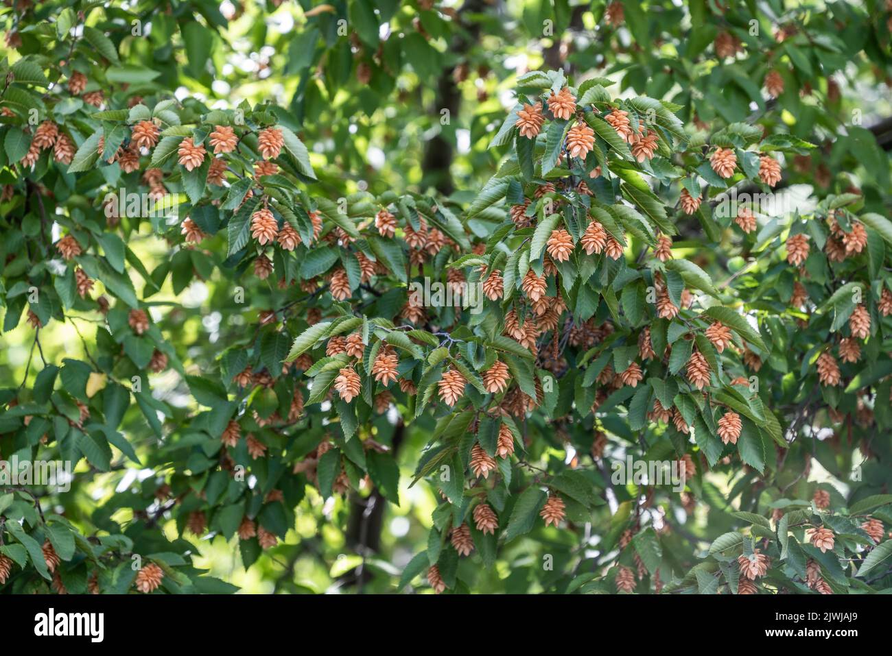 Ostrya carpinifolia Scop, es un árbol de la familia Betulaceae. Abruzos, Italia, Europa Foto de stock