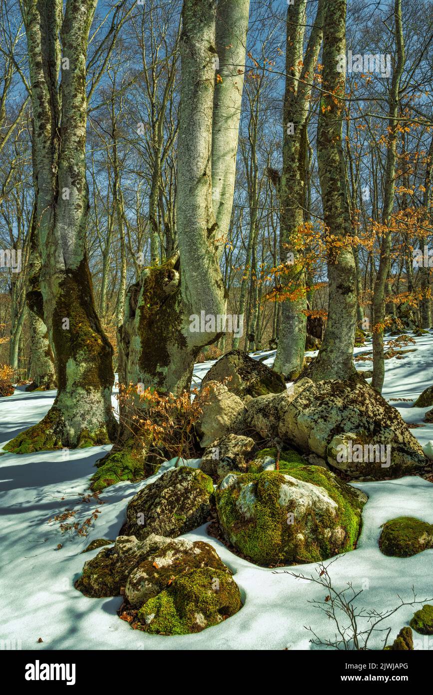 Árboles de haya jóvenes, desnudos de hojas, en un paisaje nevado. Reserva Natural Bosco di Sant'Antonio, Pescocostanzo, provincia de L'Aquila, Abruzos, Italia Foto de stock