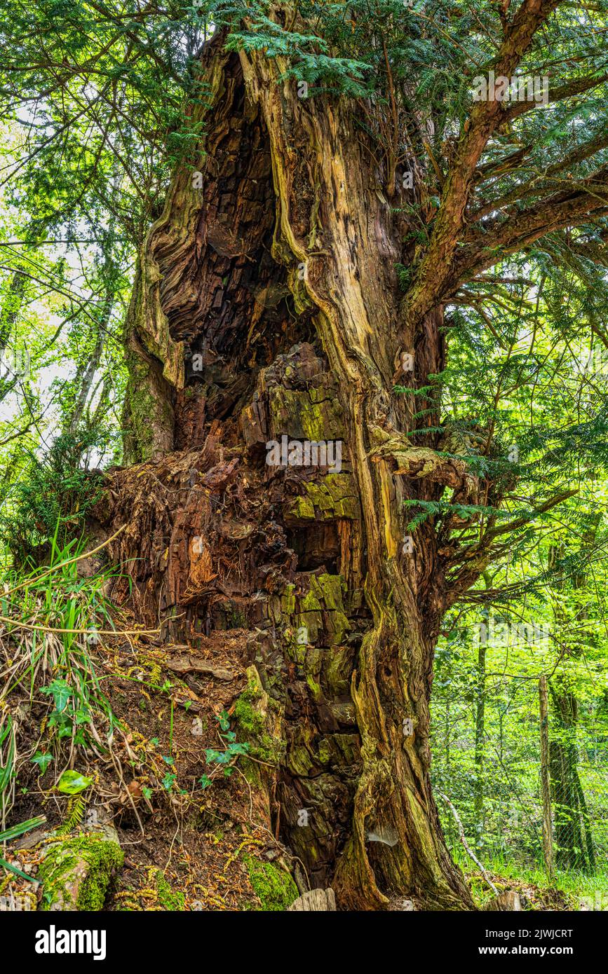 El tronco ahuecado de un árbol de Taxus de siglos de antigüedad, Taxus baccata, llamó al tejón del inspector en el bosque de Umbra. Parque Nacional Gargano, Puglia Foto de stock