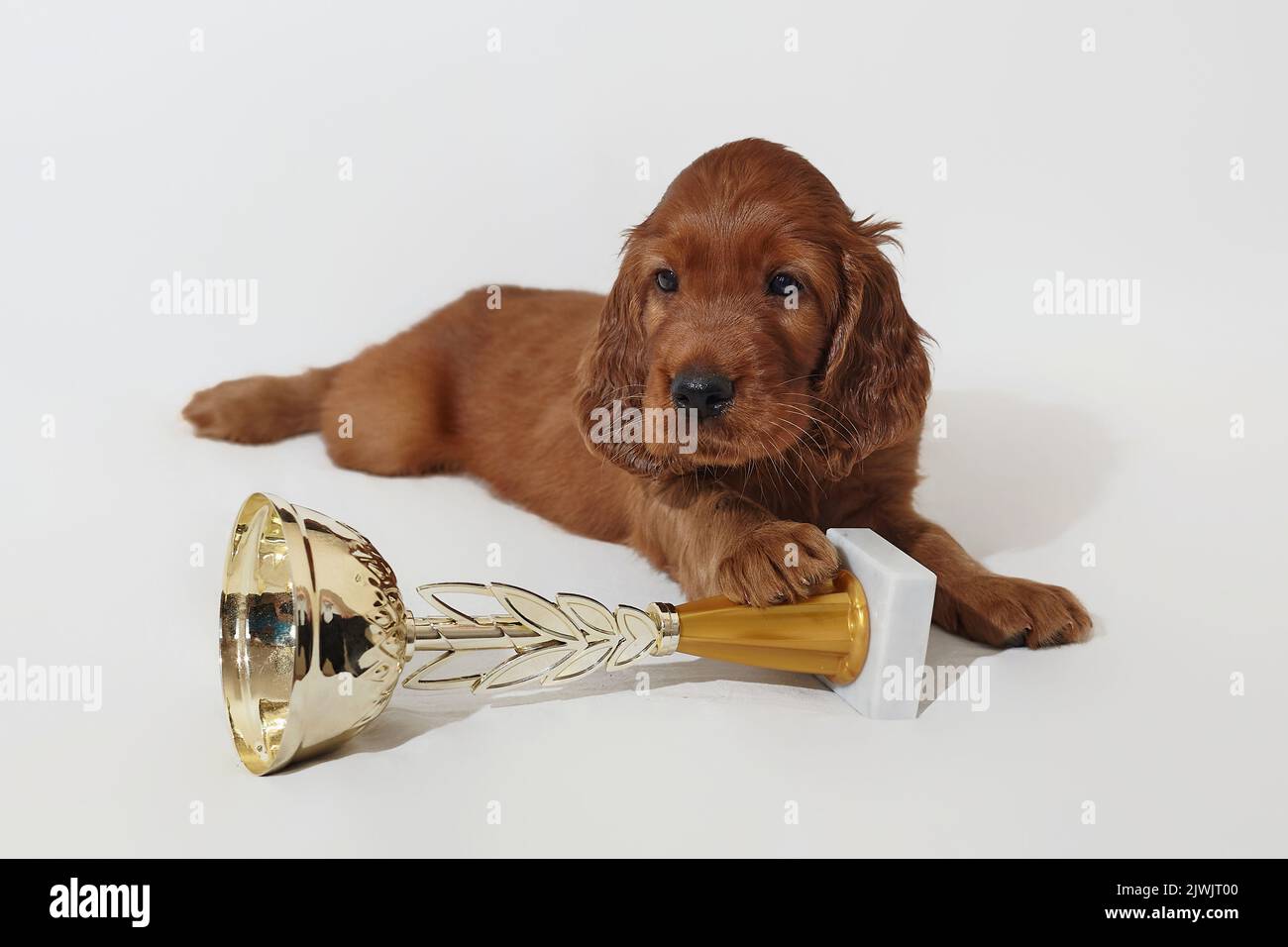 Marrón adorable cachorro irlandés setter con un campeón de la copa ganador. Sesión de fotos en el estudio sobre un fondo blanco. Foto de stock