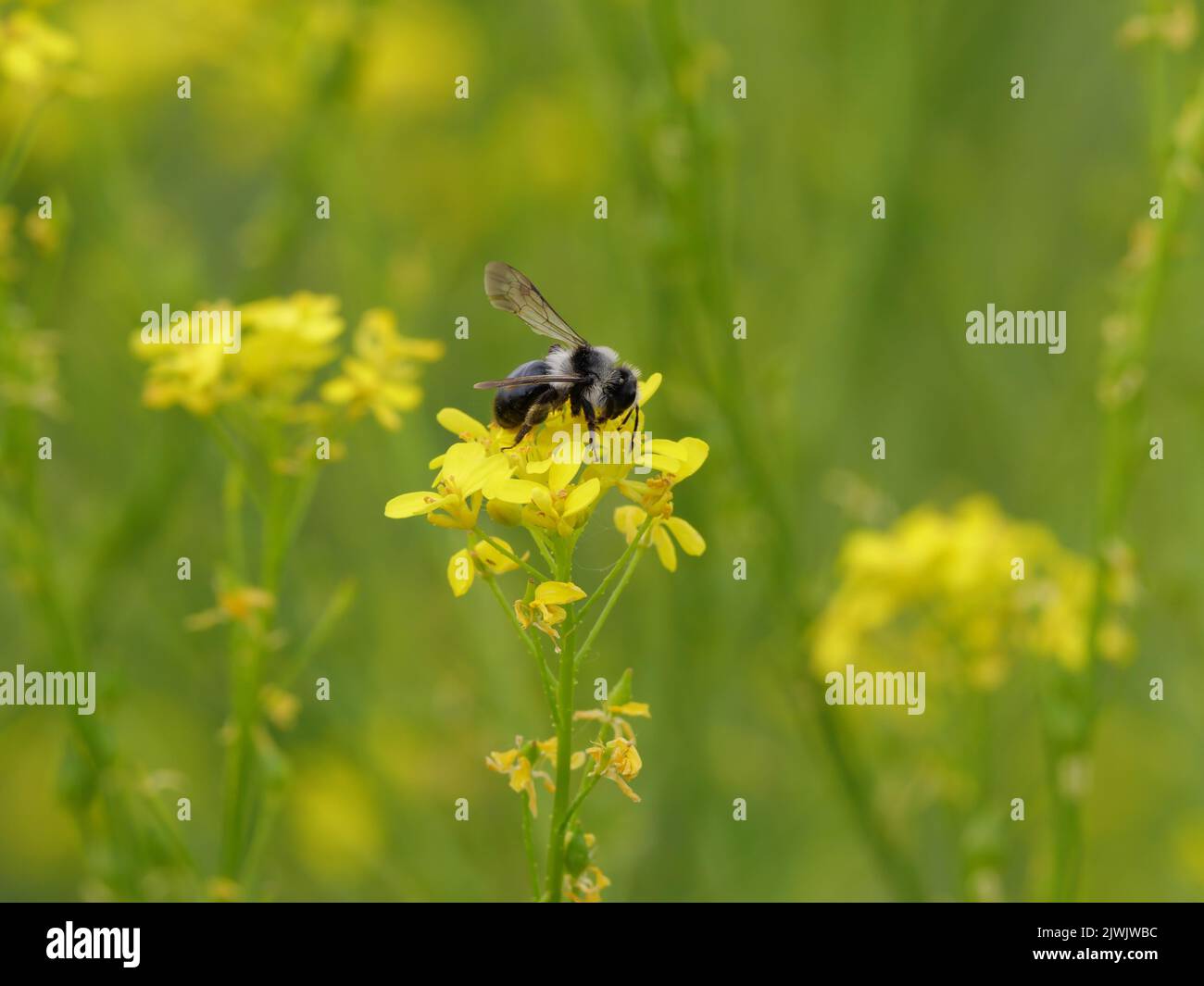 Una abeja de fresno chupa el néctar en una inflorescencia de colza amarilla  Fotografía de stock - Alamy