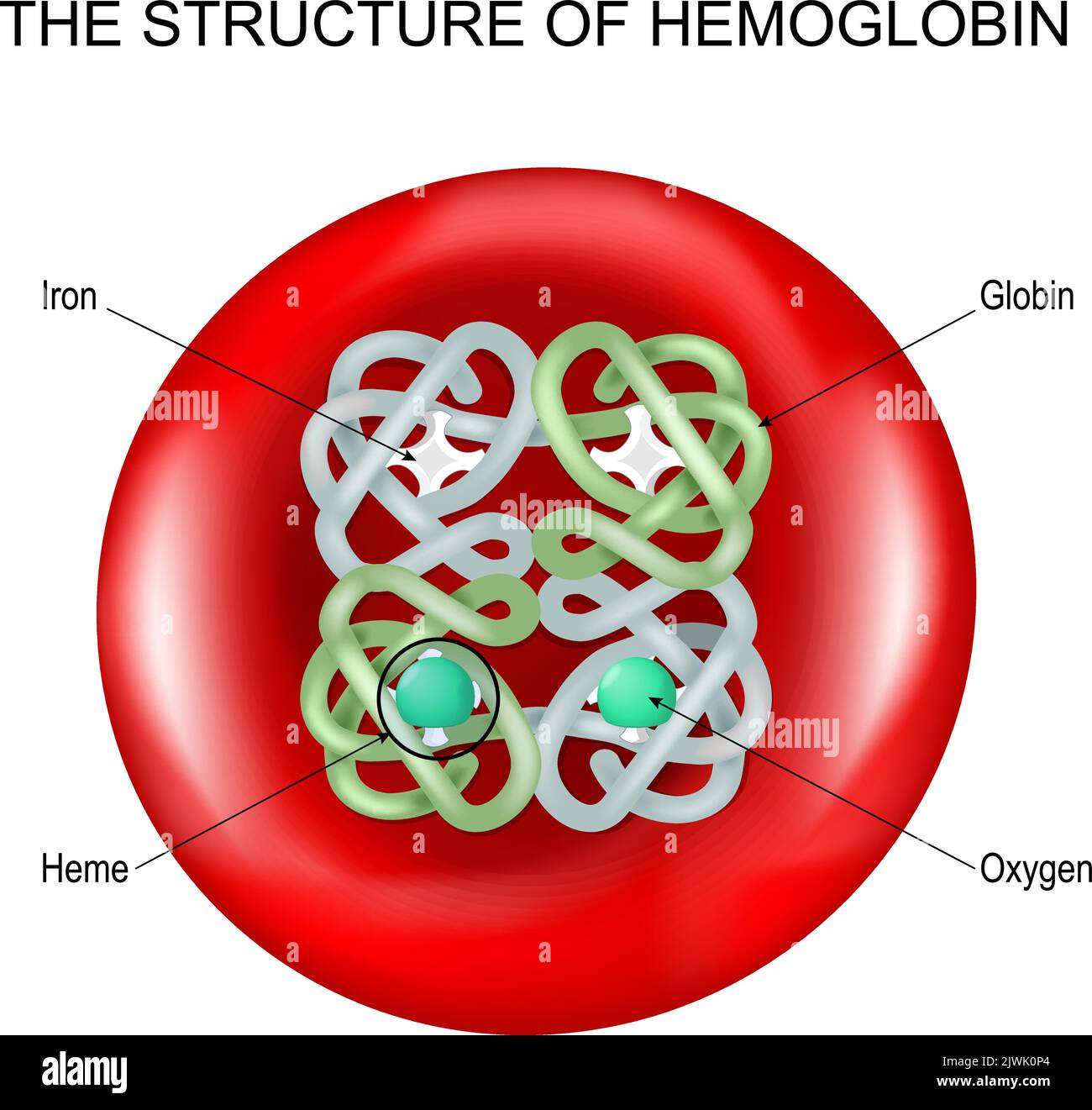 Estructura de la hemoglobina en un glóbulo rojo. Molécula de hemoglobina con grupo Heme. Póster de vectores Ilustración del Vector