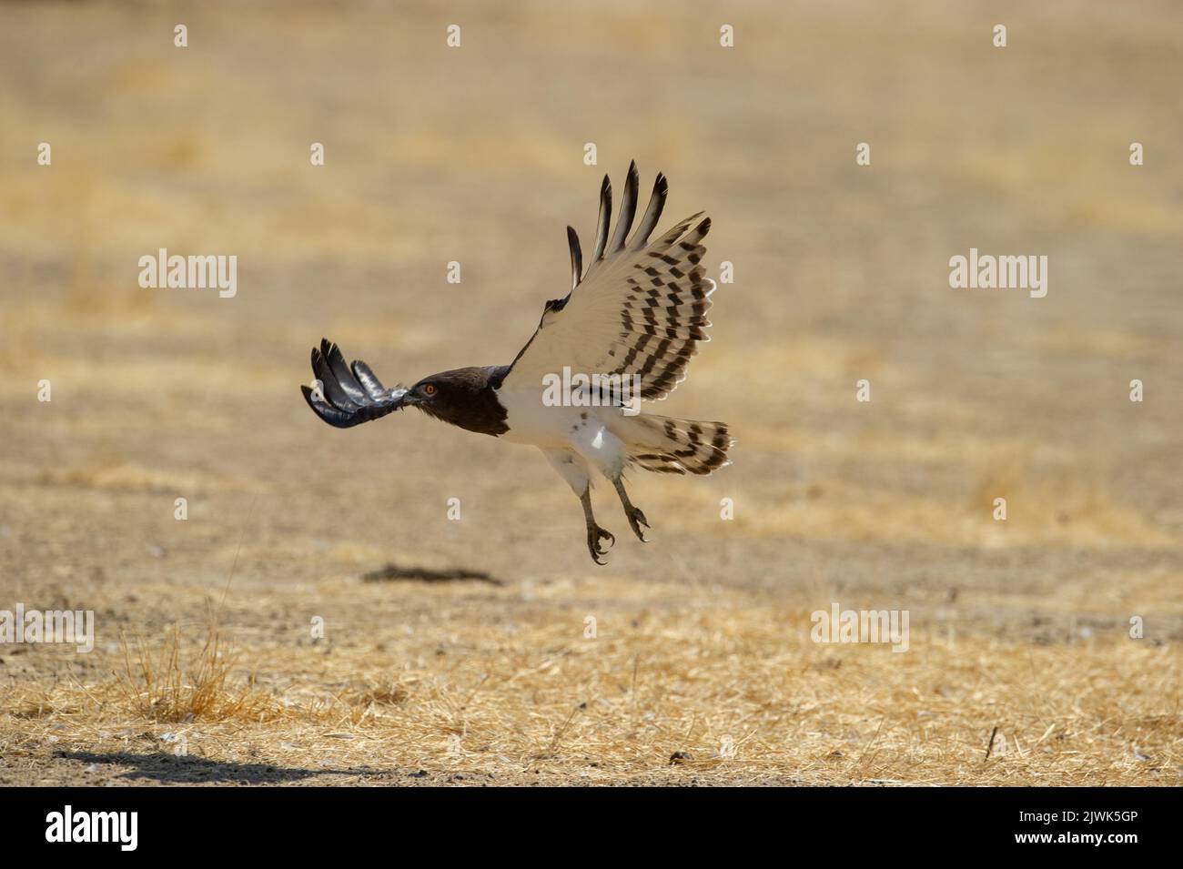 Serpiente-águila de pecho negro (Circaetus pectoralis) Kgalagadi Transfrontier Park, Sudáfrica Foto de stock