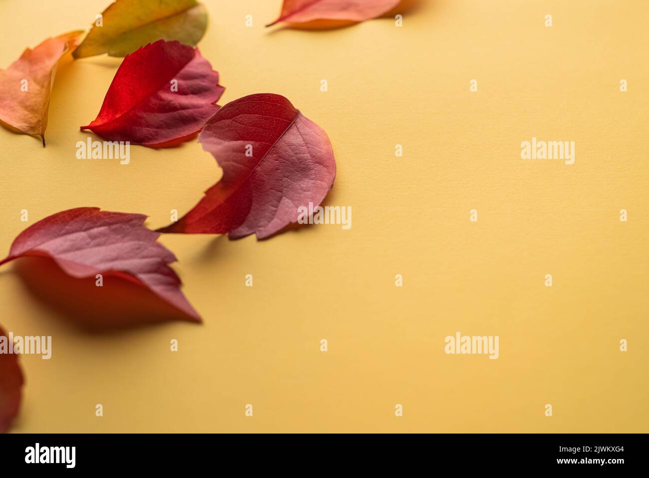 Hojas de otoño aisladas. Hojas otoñales caídas multicolores aisladas sobre fondo amarillo. Enfoque selectivo. Foto de stock