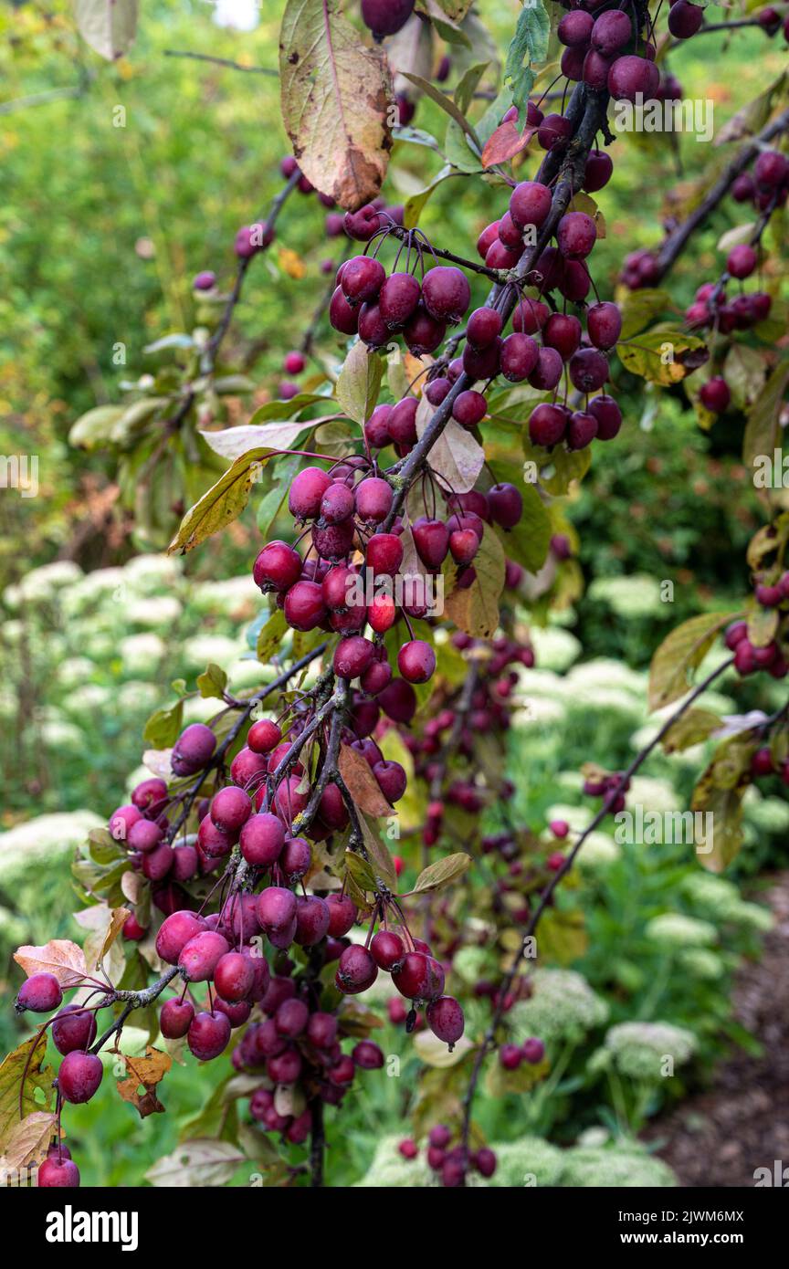 malus adstringens,jay darling,Rosaceae. Frutos rojos/púrpura en otoño. Foto de stock