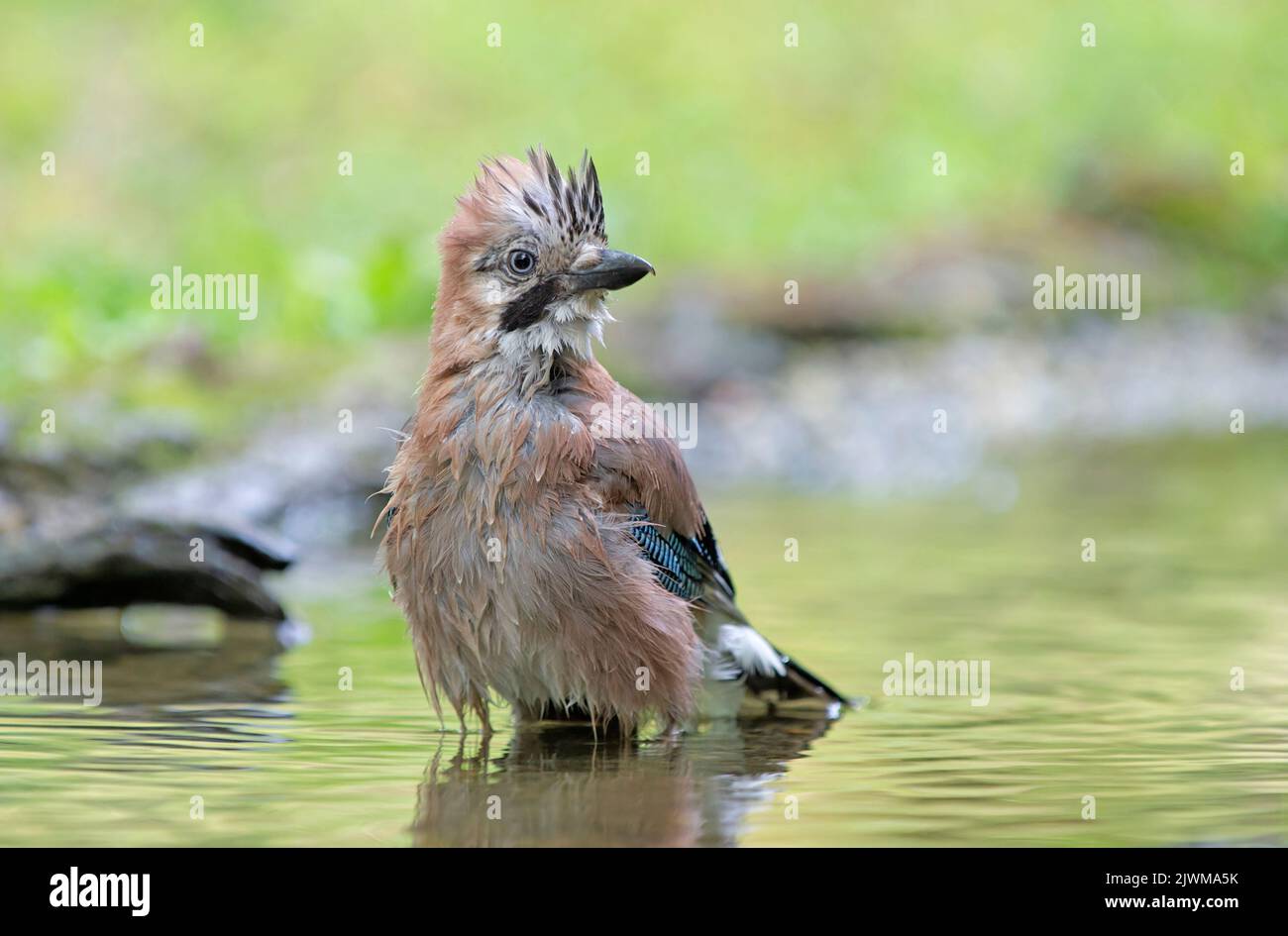 Jay, Garrulus glandarius, ave soltera en el agua, Italia Foto de stock