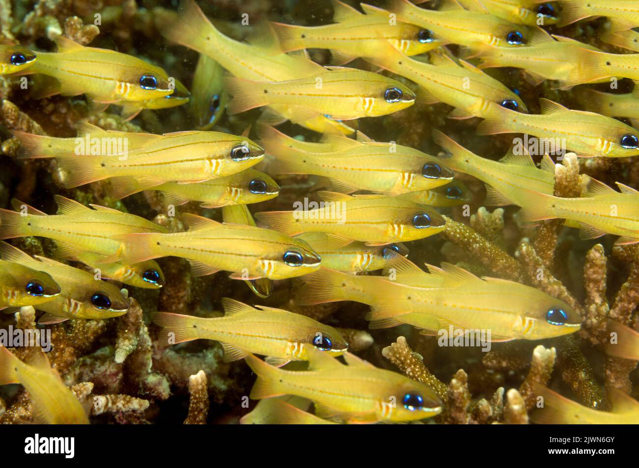 Bargill Cardinalfish, Apagon sealei, Raja Ampat Indonesia. Foto de stock