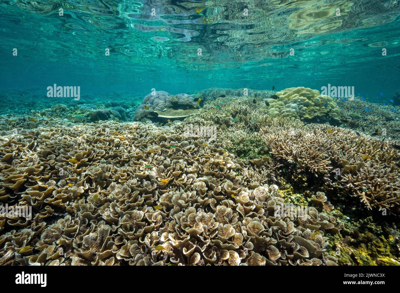 Arrecife escénico con corales Acropora Raja Ampat Indonesia. Foto de stock