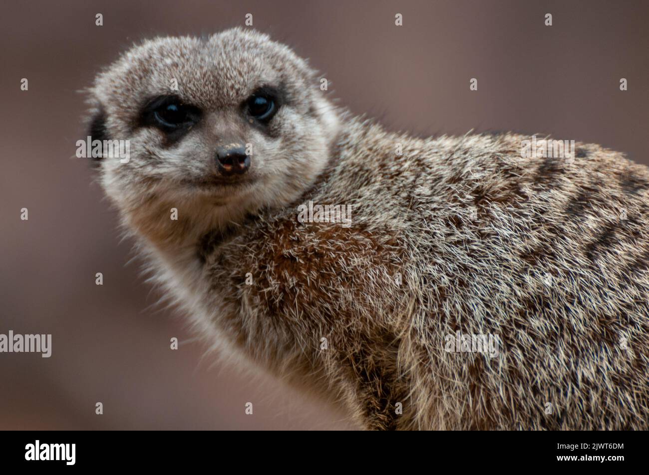 Retrato de un bonito suricato Foto de stock