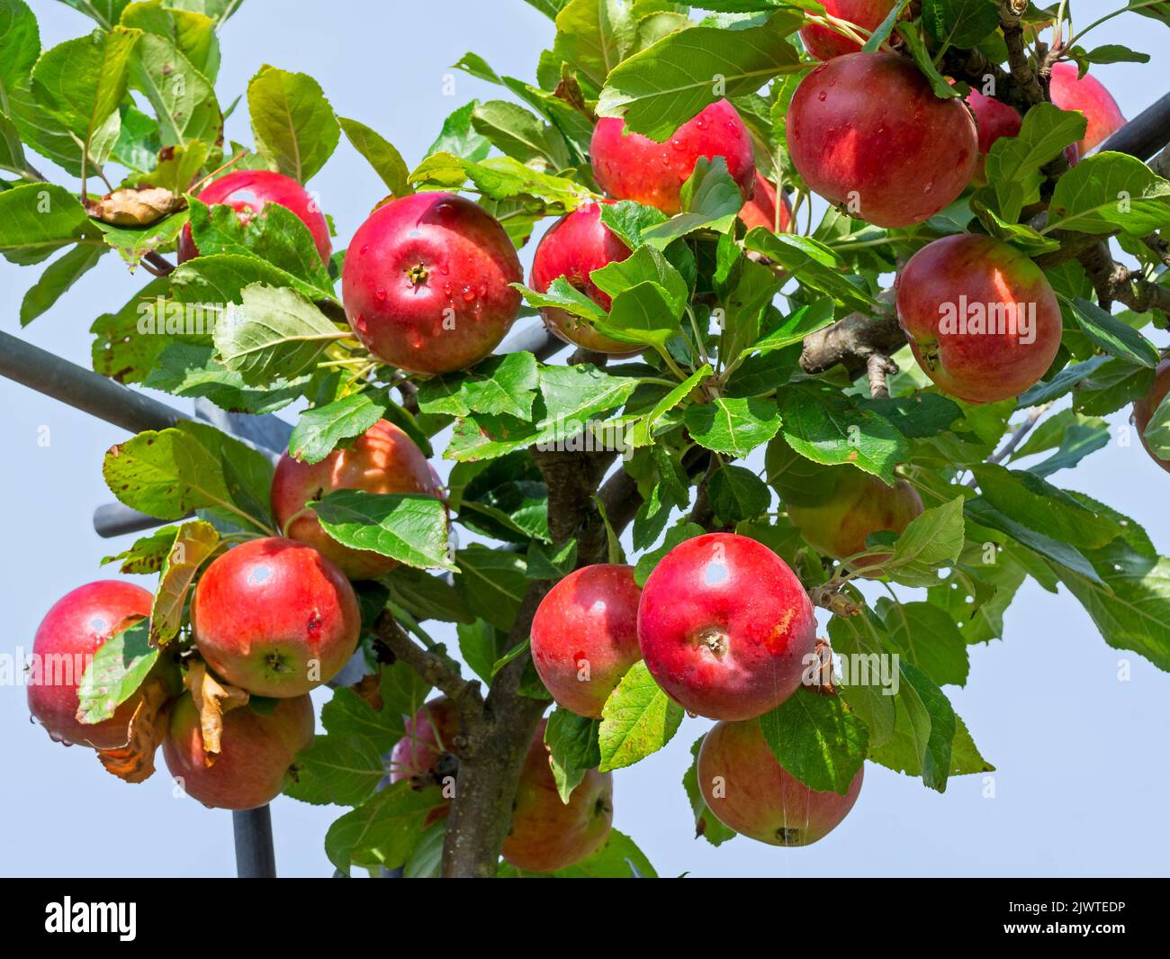 Manzanas rojas que se desarrollan en una rama del árbol Foto de stock