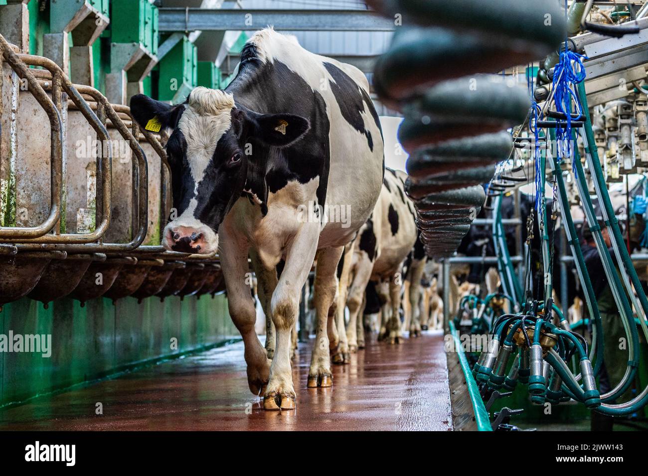 Agricultura: Timoleague, West Cork, Irlanda. 6th de Septiembre de 2022. La 160 fuerte manada de los productores de leche DJ Keohane son traídos a la sala de ordeño en su granja en Timoleague, West Cork. Crédito: AG News/Alamy Live News Foto de stock