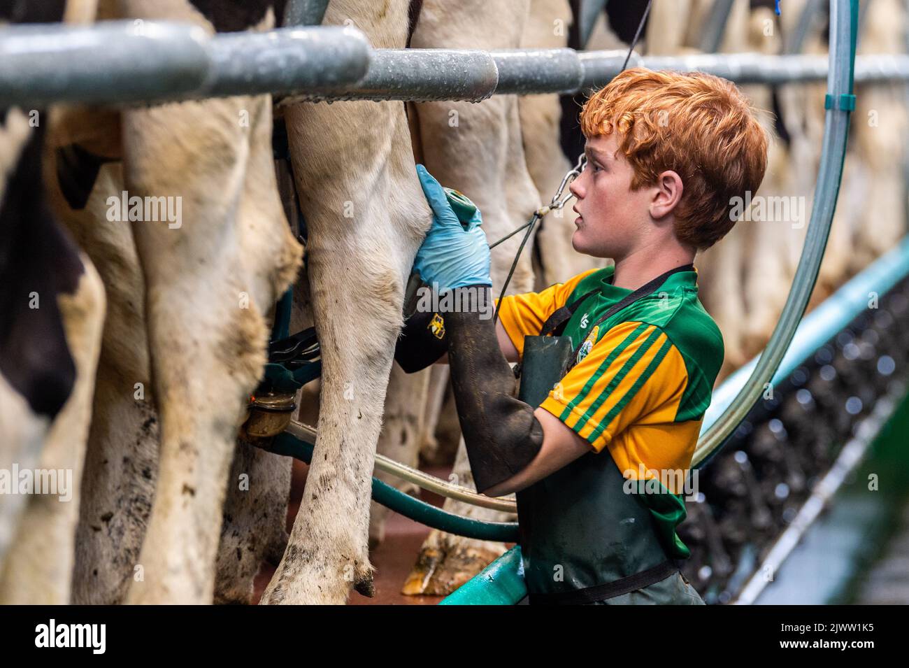 Agricultura: Timoleague, West Cork, Irlanda. 6th de Septiembre de 2022. La 160 fuerte manada de productores lecheros DJ Keohane son ordeñados en su granja en Timoleague, West Cork. El hijo de DJ, Daniel, de 11 años, y su hija Clíodhna, de 15 años, ayudan con el ordeño. El salón tiene 20 vacas a cada lado y el ordeño se completa en una hora. DJ está produciendo actualmente aproximadamente 20 litros por vaca. Crédito: AG News/Alamy Live News Foto de stock