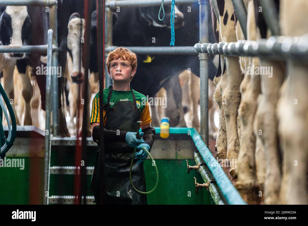 Agricultura: Timoleague, West Cork, Irlanda. 6th de Septiembre de 2022. La 160 fuerte manada de productores lecheros DJ Keohane son ordeñados en su granja en Timoleague, West Cork. El hijo de DJ, Daniel, de 11 años, y su hija Clíodhna, de 15 años, ayudan con el ordeño. El salón tiene 20 vacas a cada lado y el ordeño se completa en una hora. DJ está produciendo actualmente aproximadamente 20 litros por vaca. Crédito: AG News/Alamy Live News Foto de stock