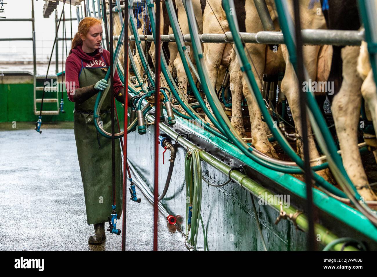 Agricultura: Timoleague, West Cork, Irlanda. 6th de Septiembre de 2022. La 160 fuerte manada de productores lecheros DJ Keohane son ordeñados en su granja en Timoleague, West Cork. El hijo de DJ, Daniel, de 11 años, y su hija Clíodhna, de 15 años, ayudan con el ordeño. El salón tiene 20 vacas a cada lado y el ordeño se completa en una hora. DJ está produciendo actualmente aproximadamente 20 litros por vaca. Crédito: AG News/Alamy Live News. Foto de stock