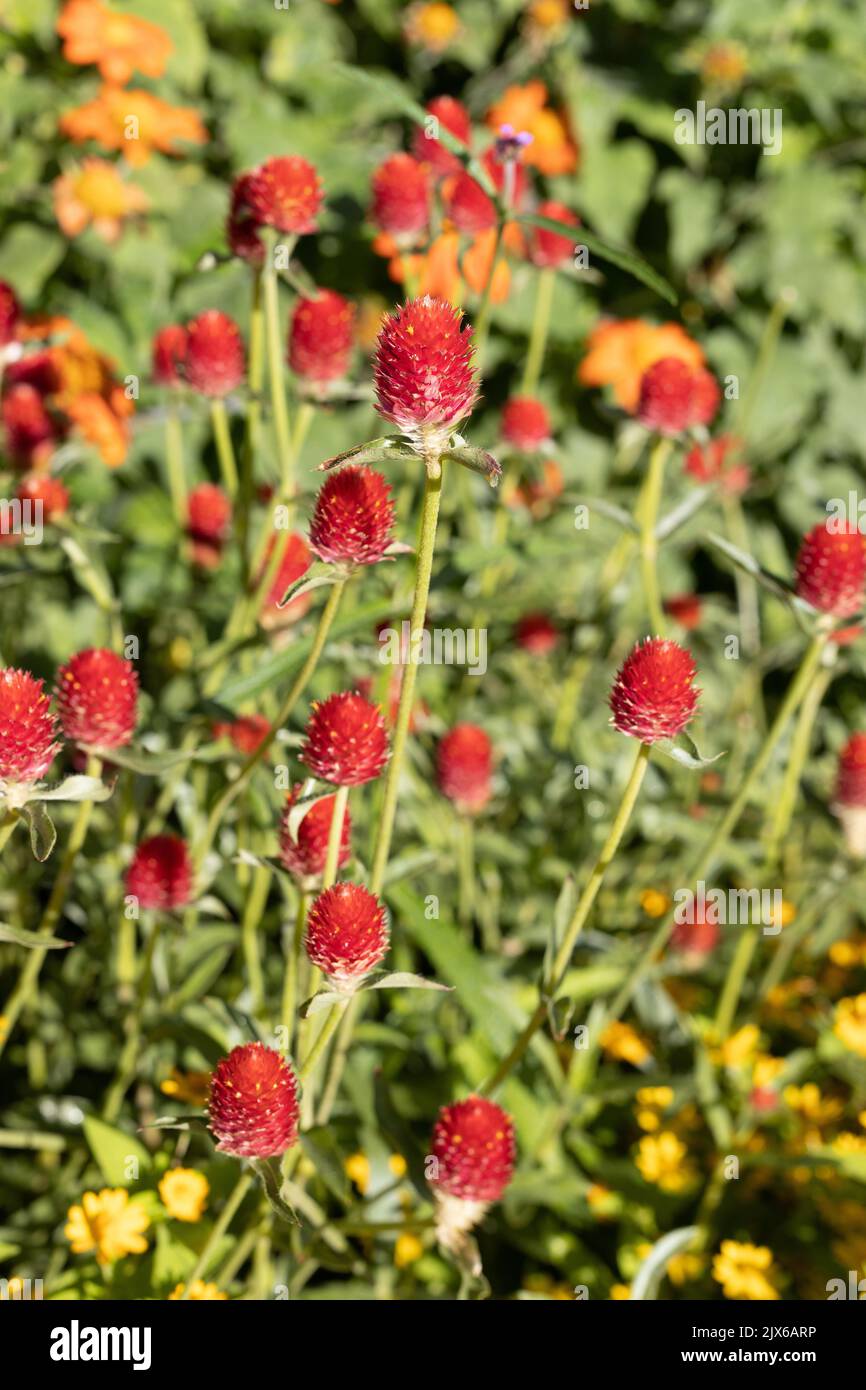 Gomphrena haageana 'Strawberry Fields' globo amaranto flores. Foto de stock