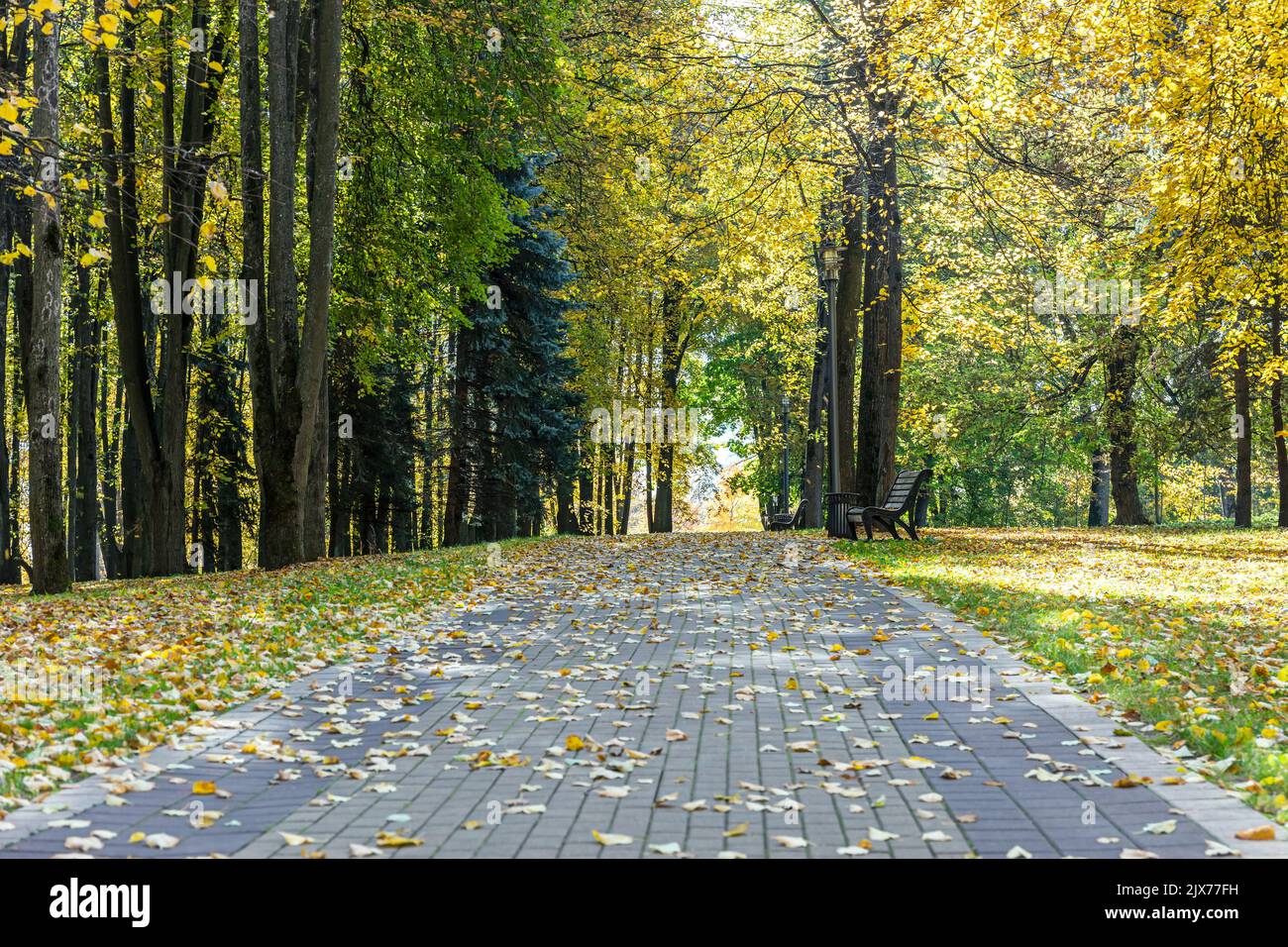 callejón de otoño en el parque. con coloridos árboles de otoño Foto de stock