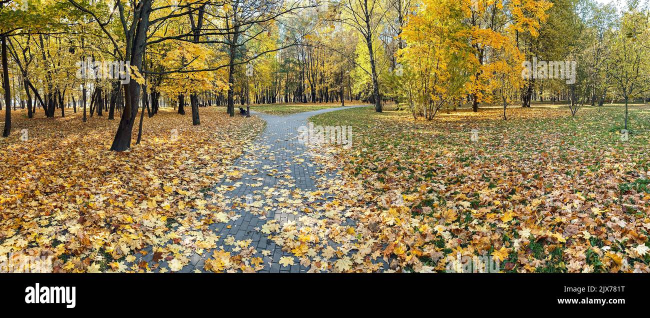 sendero en el brillante parque de otoño. árboles amarillos de colores. imagen panorámica. Foto de stock