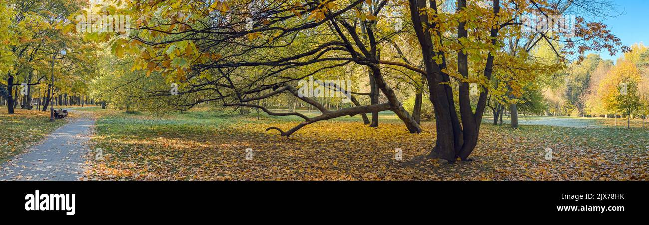 hermoso parque de otoño con viejos árboles amarillos en la mañana soleada. vista panorámica. Foto de stock