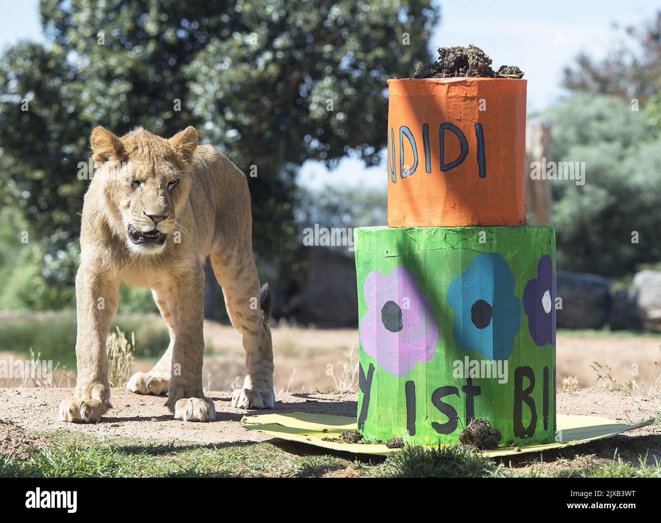 Los cachorros de león Ndidi, Aziza, Zuberi y Kibibi marcaron su primer  cumpleaños arrancando en su regalo especial de cumpleaños en el Werribee  Open Range Zoo en Melbourne, miércoles, 13 de diciembre