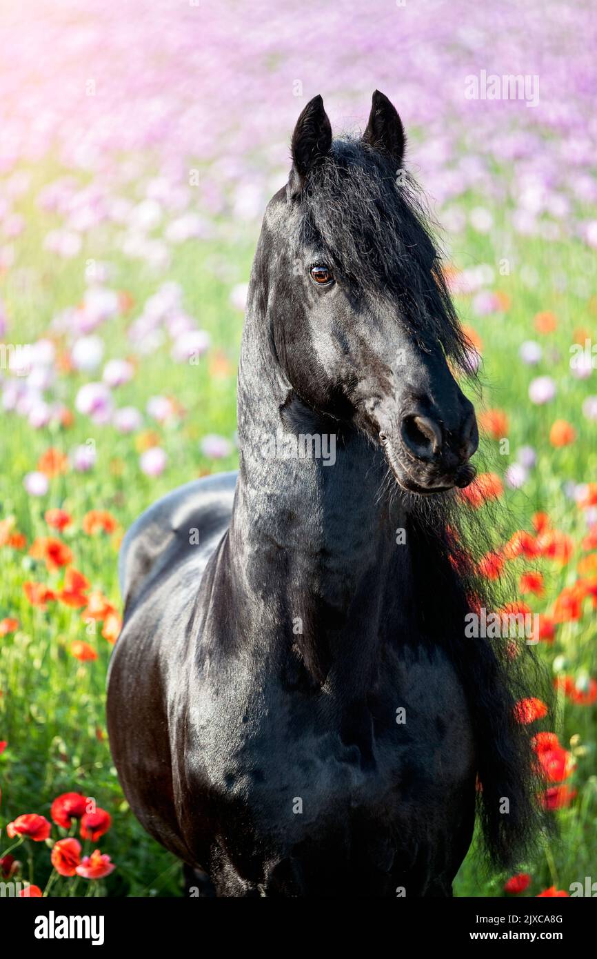 Caballo frisono. Retrato de semental negro con flores de amapola en el fondo. Alemania Foto de stock