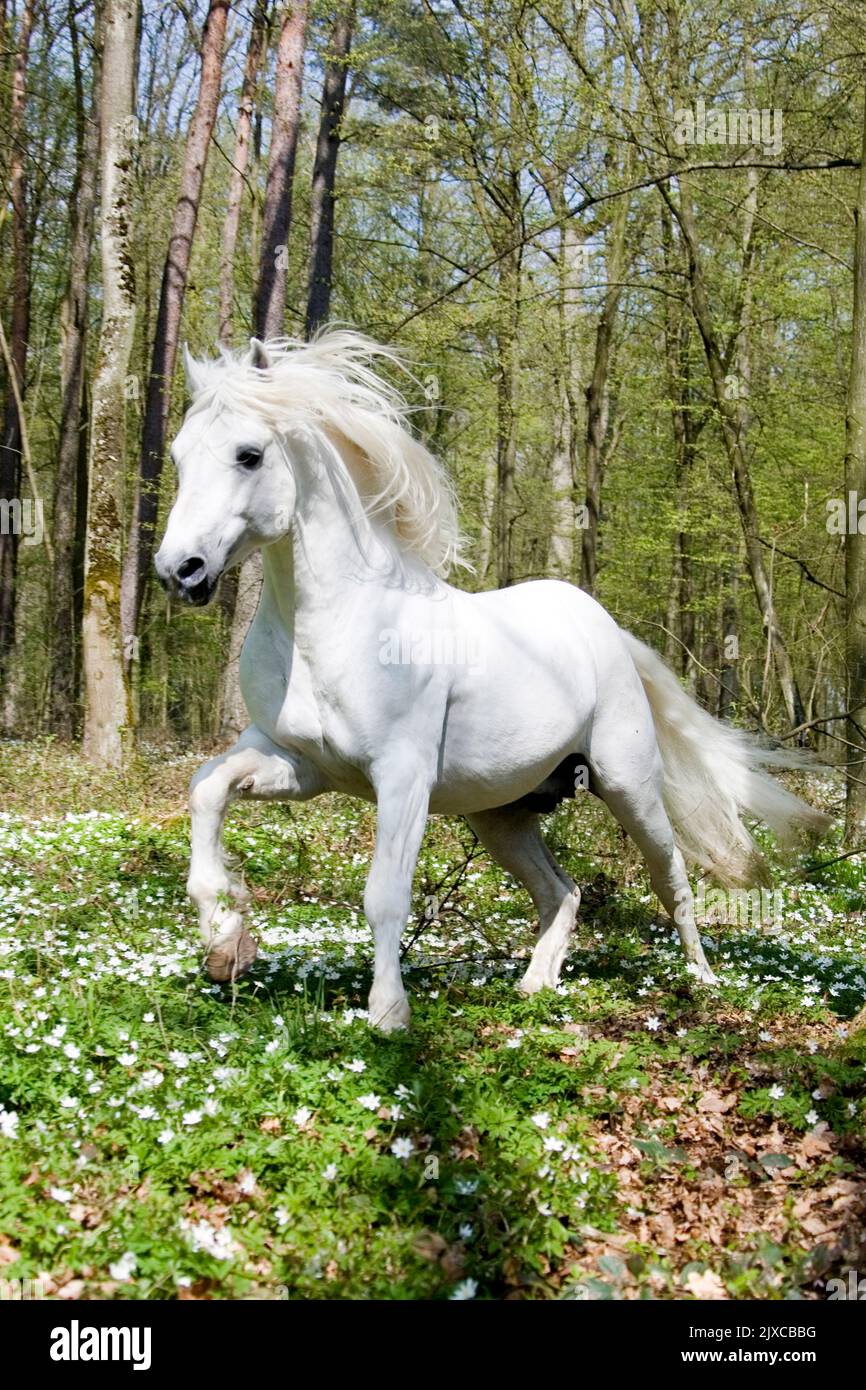 Connemara Pony. Galopando de sementales grises en un bosque de haya en primavera. Alemania Foto de stock