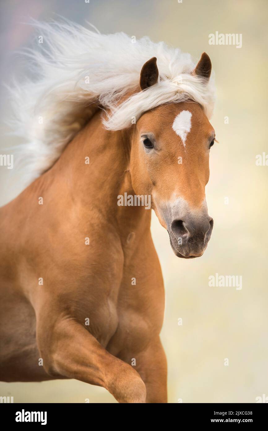 Haflinger caballo. Retrato del semental adulto con la melena fluyendo. Austria Foto de stock
