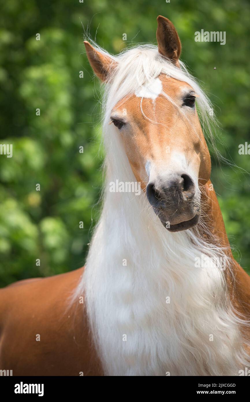 Haflinger caballo. Retrato de yegua adulta. Tirol del Sur, Italia Foto de stock