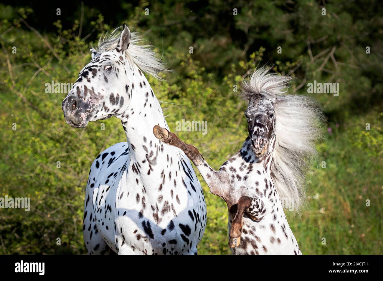 Caballo Knabstrup y Falabella Pony. Dos sementales de lucha. Austria Foto de stock