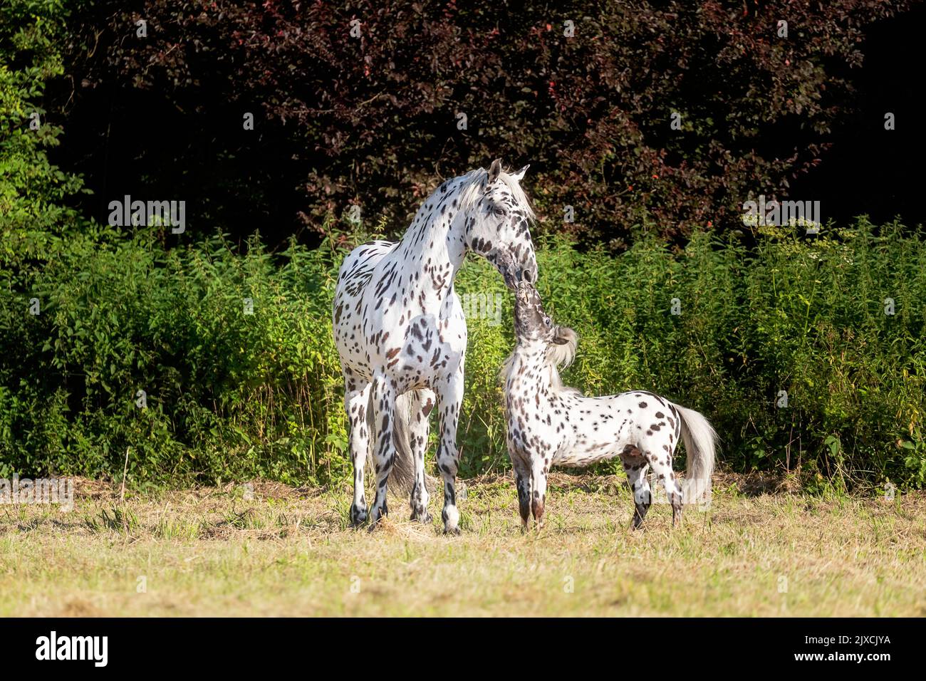 Caballo Knabstrup y Falabella Pony. Dos sementales oliendo el uno al otro en el pasto. Austria Foto de stock
