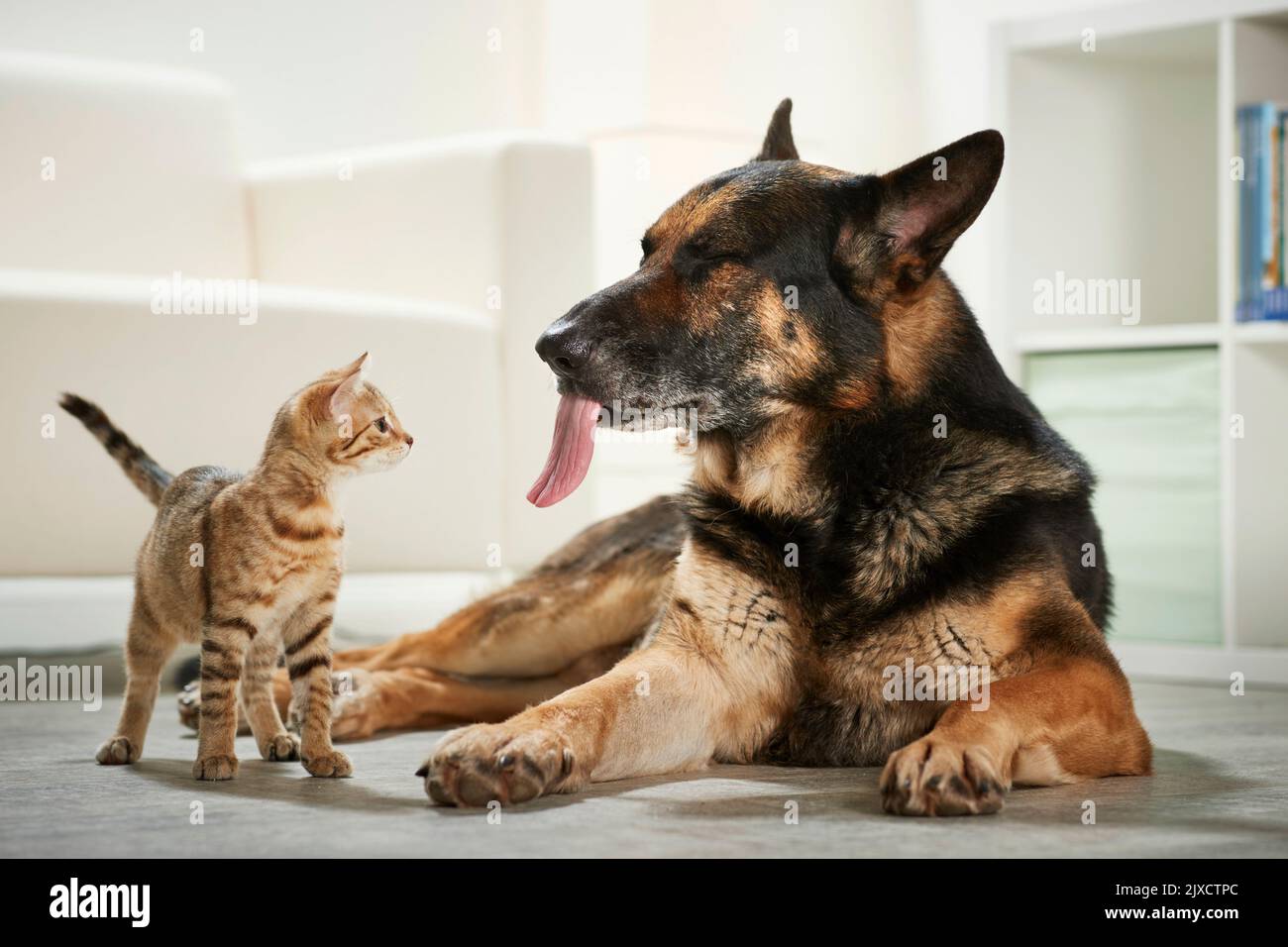 Gato doméstico. Un gatito se maravilla ante la lengua de un perro pastor alemán adulto. Alemania Foto de stock