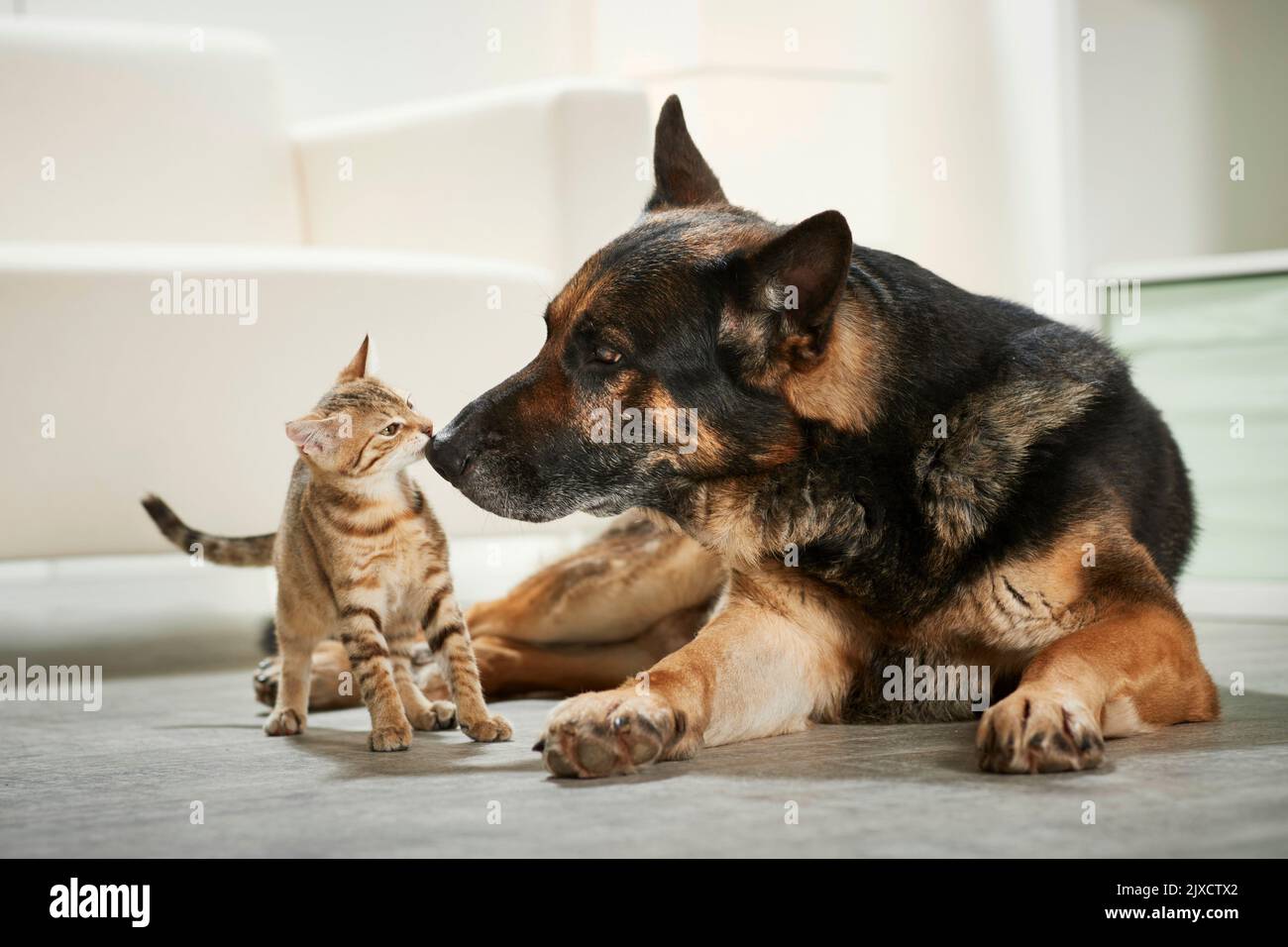 Gato doméstico. El tabby gatito y el perro adulto del pastor alemán se olían unos a otros. Alemania Foto de stock