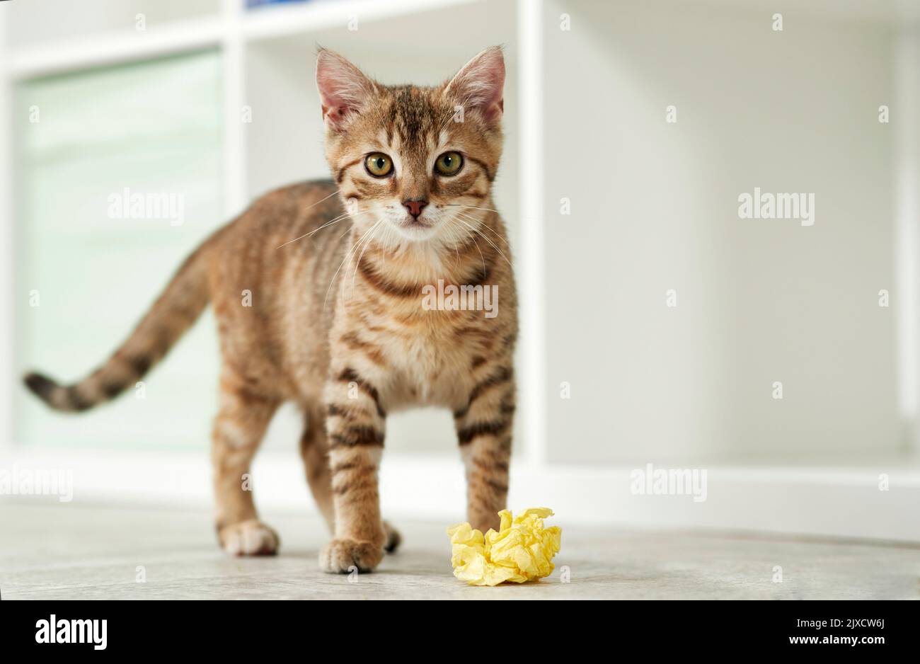 Gato doméstico. Un gatito tabby jugando con papel arrugado. Alemania Foto de stock
