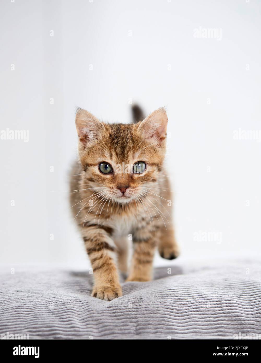 Gato doméstico. Un gatito tabby camina sobre un cojín. Alemania Foto de stock
