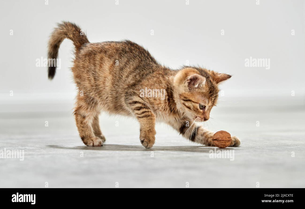 Gato doméstico. Un gatito tabby juega con una nuez. Alemania Foto de stock