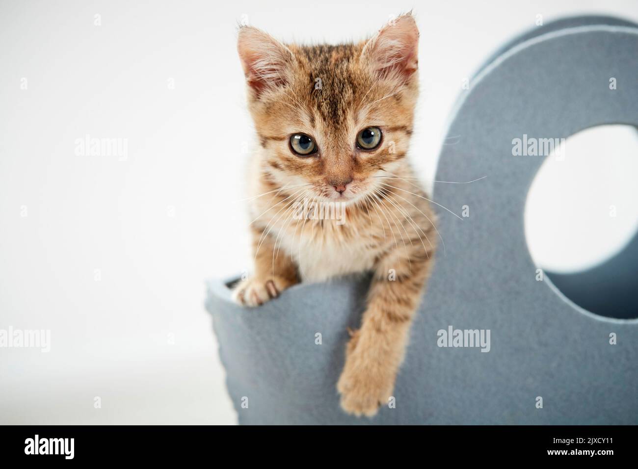 Gato doméstico. Un gatito tabby mira fuera de un bolso de fieltro, Alemania Foto de stock