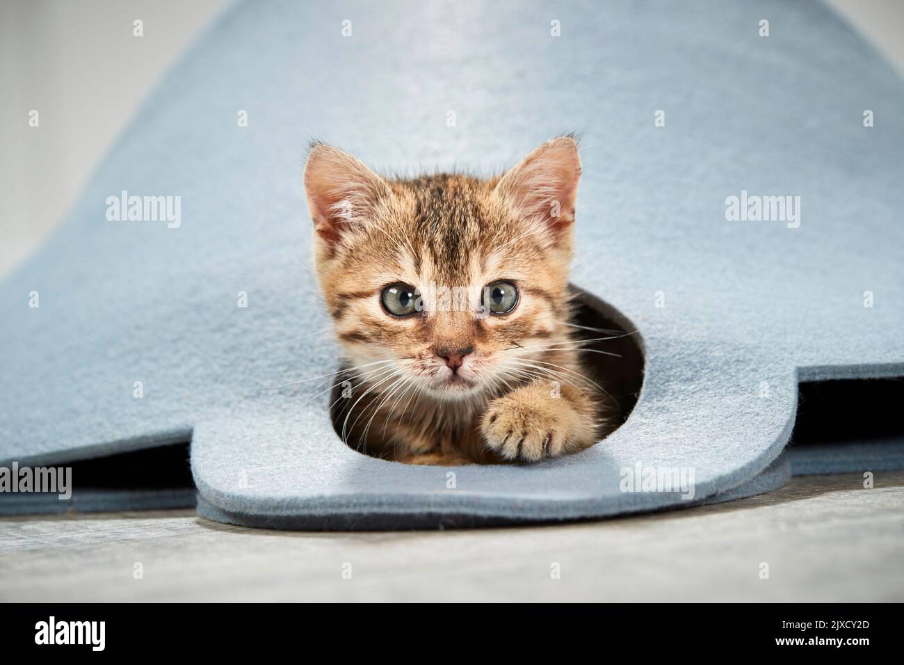 Gato doméstico. Un gatito tabby mira fuera de una bolsa de fieltro. Alemania Foto de stock
