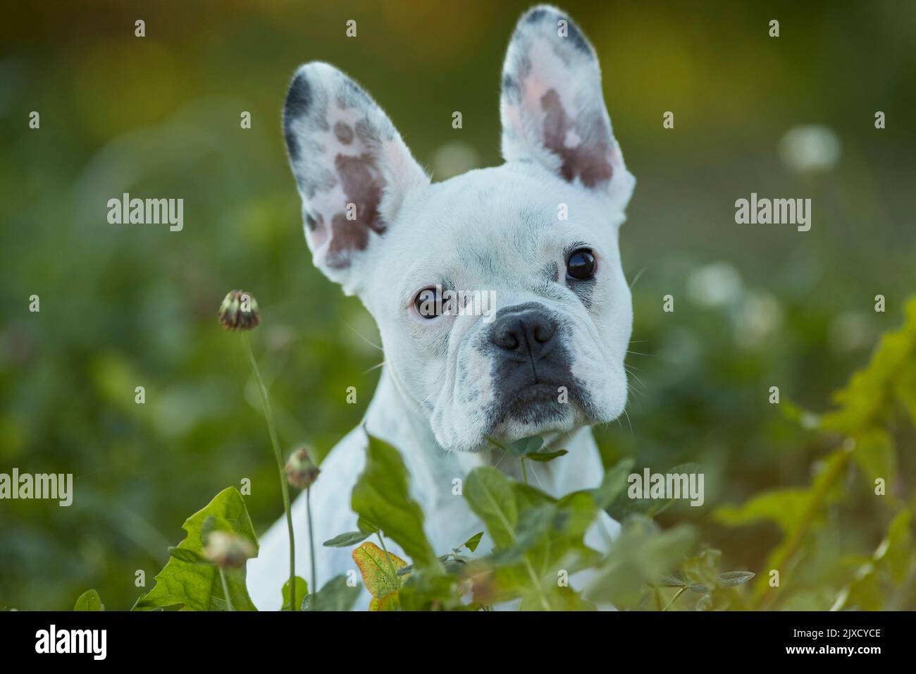 Bulldog francés. Cachorro sentado en un prado, retrato. Alemania Foto de stock