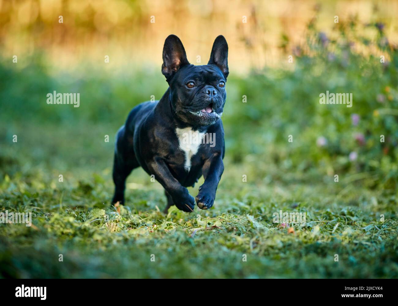 Bulldog francés, Puppy corriendo en un prado. Alemania Foto de stock
