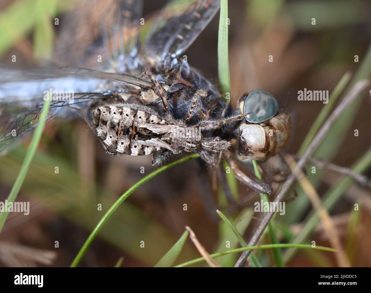 Heath Assassin Bug - Coranus subapterus Foto de stock