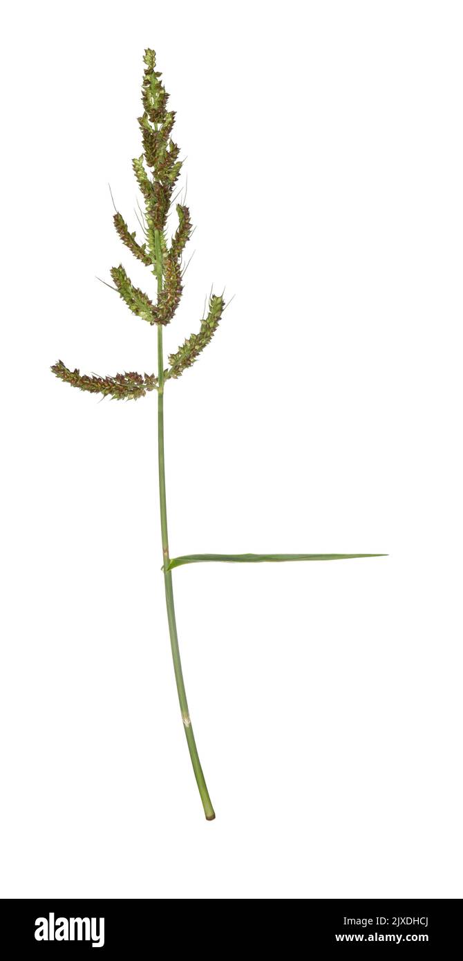 Espuela de Cockspur - Echinochoa crus-galli Foto de stock