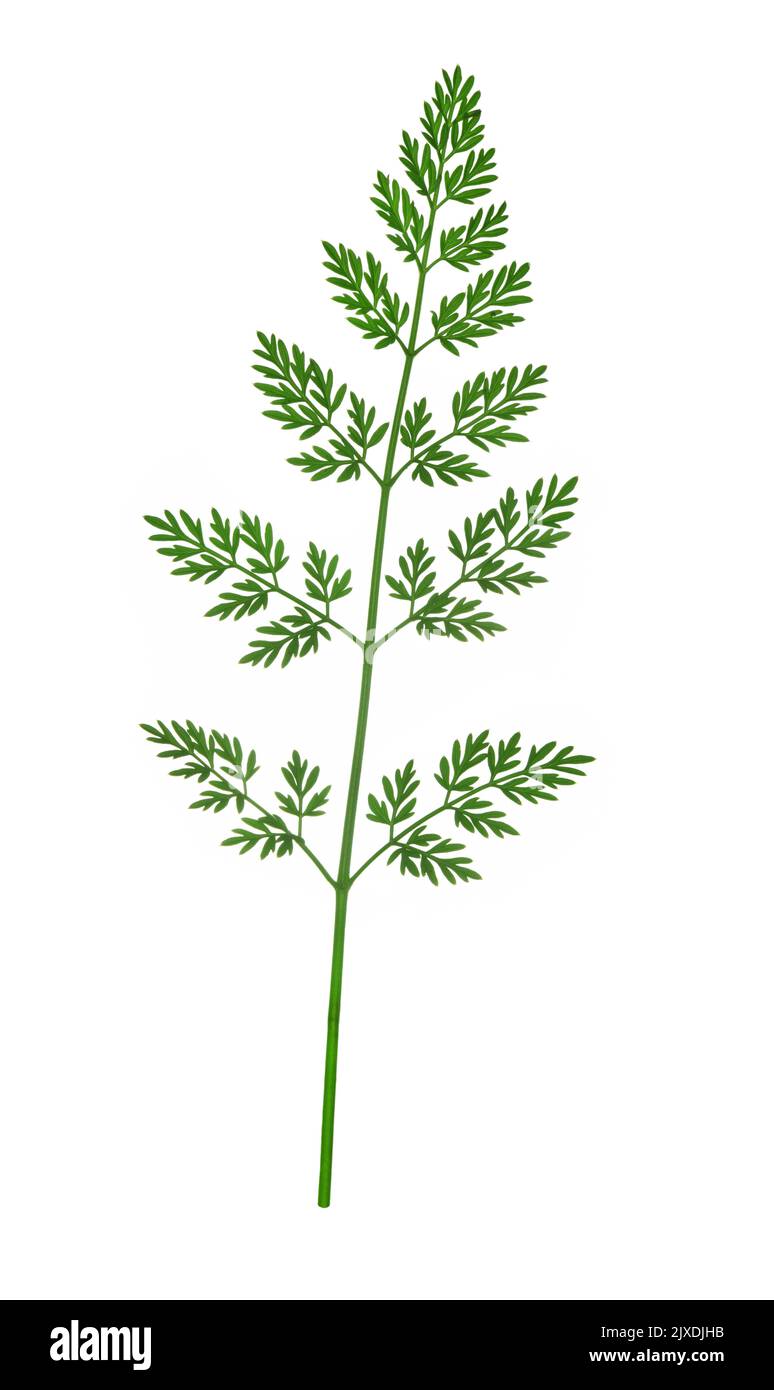 Cambridge Leche-perejil - Selinum carvifolia Foto de stock