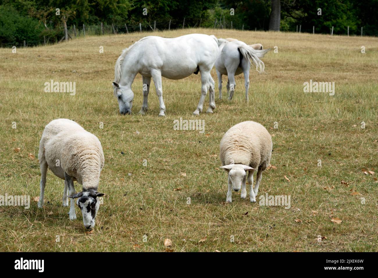 Ovejas y caballos pastando en hierba seca durante la ola de calor de 2022, Warwickshire, Reino Unido Foto de stock